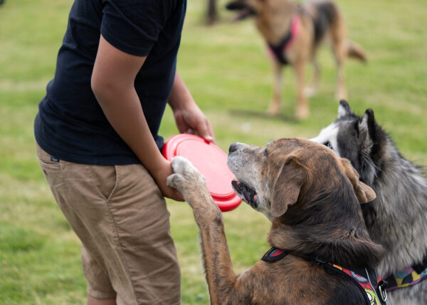 Frisby para mascotas Scrappy - Image 9