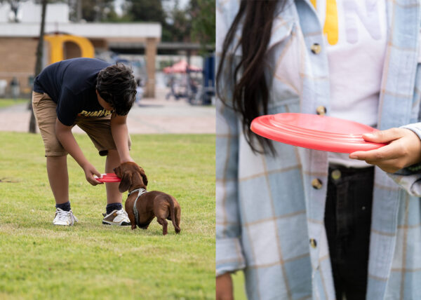 Frisby para mascotas Scrappy - Image 10