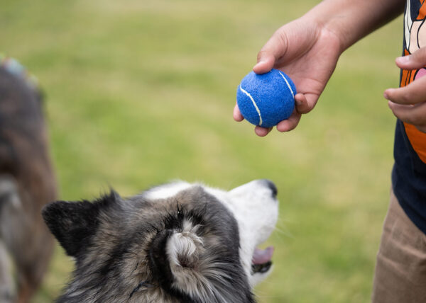 Pelota para mascotas Marley - Image 5